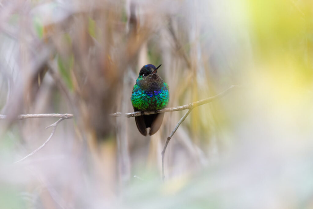 Avistamiento de aves en el Cerro Chirripó