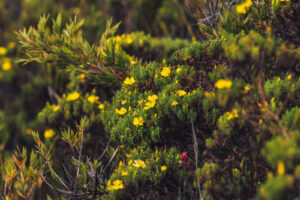 Chirripó en época lluviosa (3)